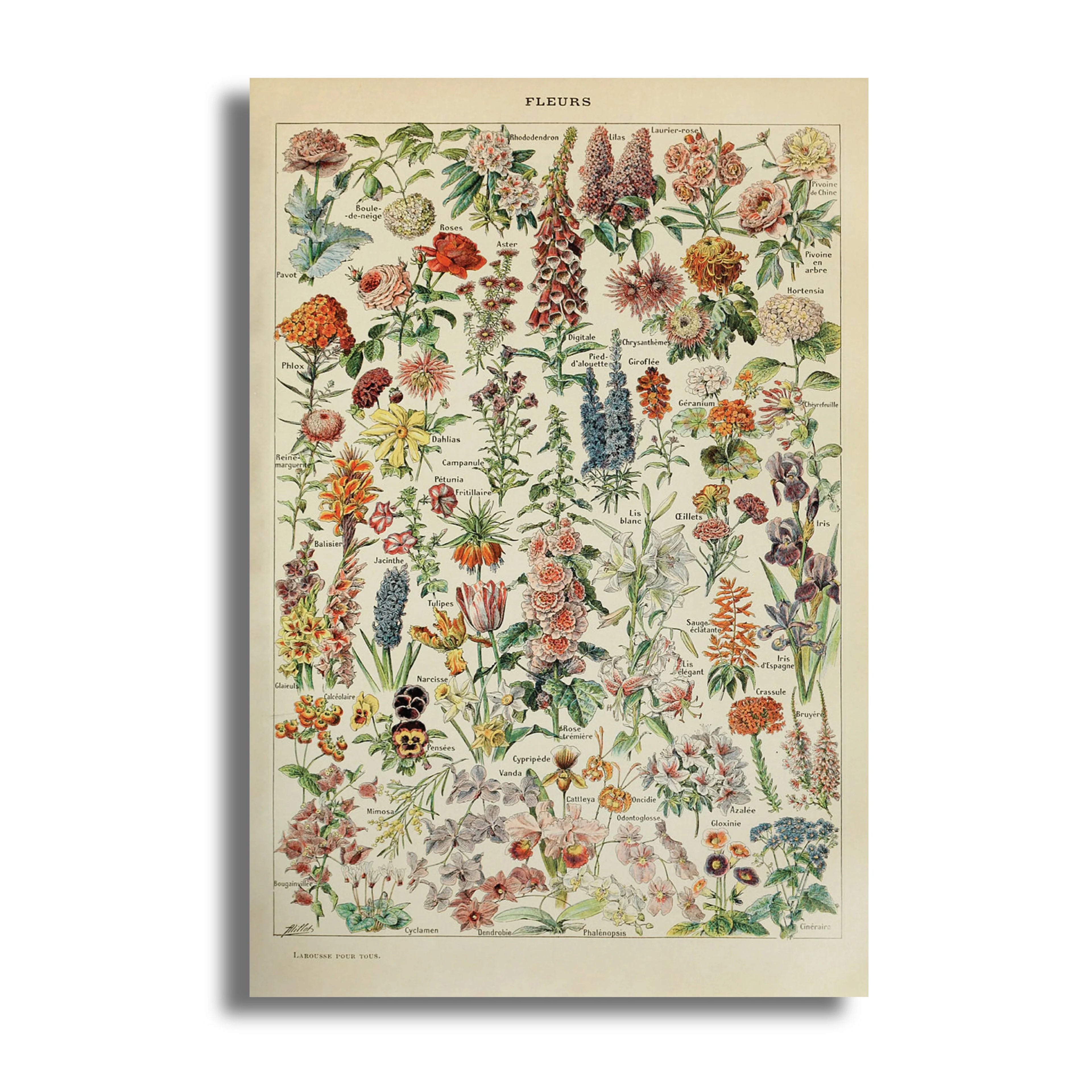 FLOWER POSTER (36)