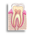 DENTISTRY POSTER (10)