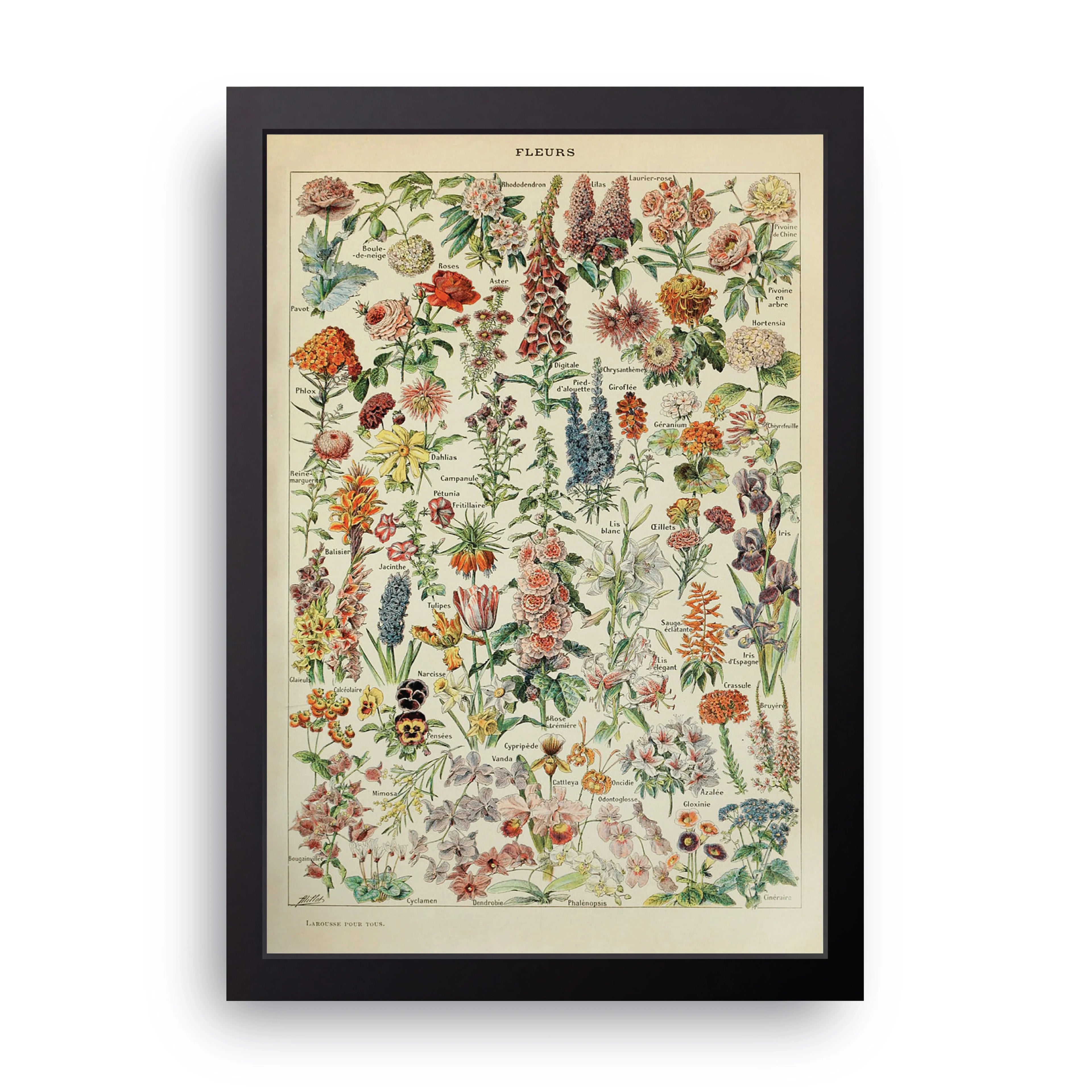 Fleurs Botanical framed wall art print — HIBR