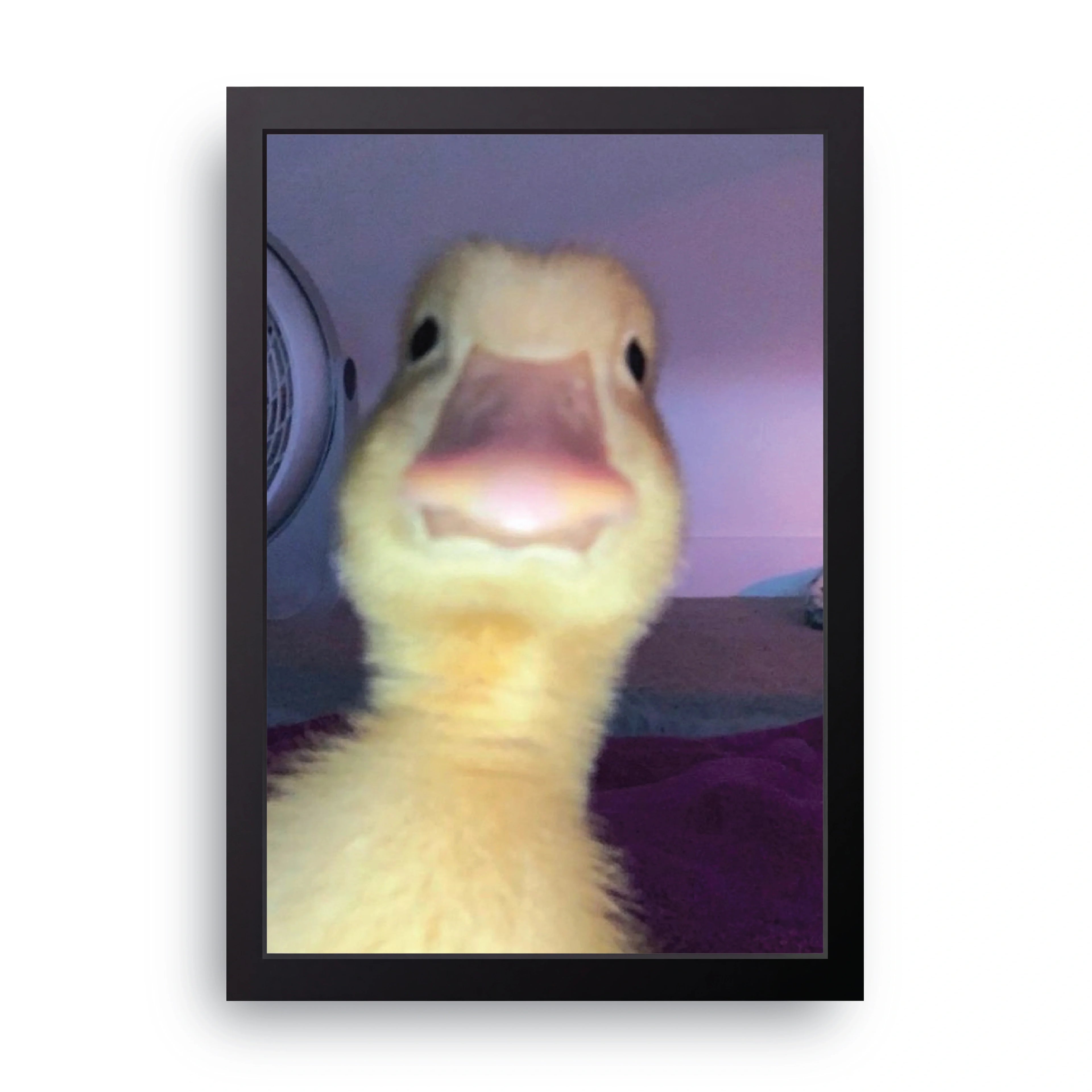 Curious Duckling framed wall art print — HIBR