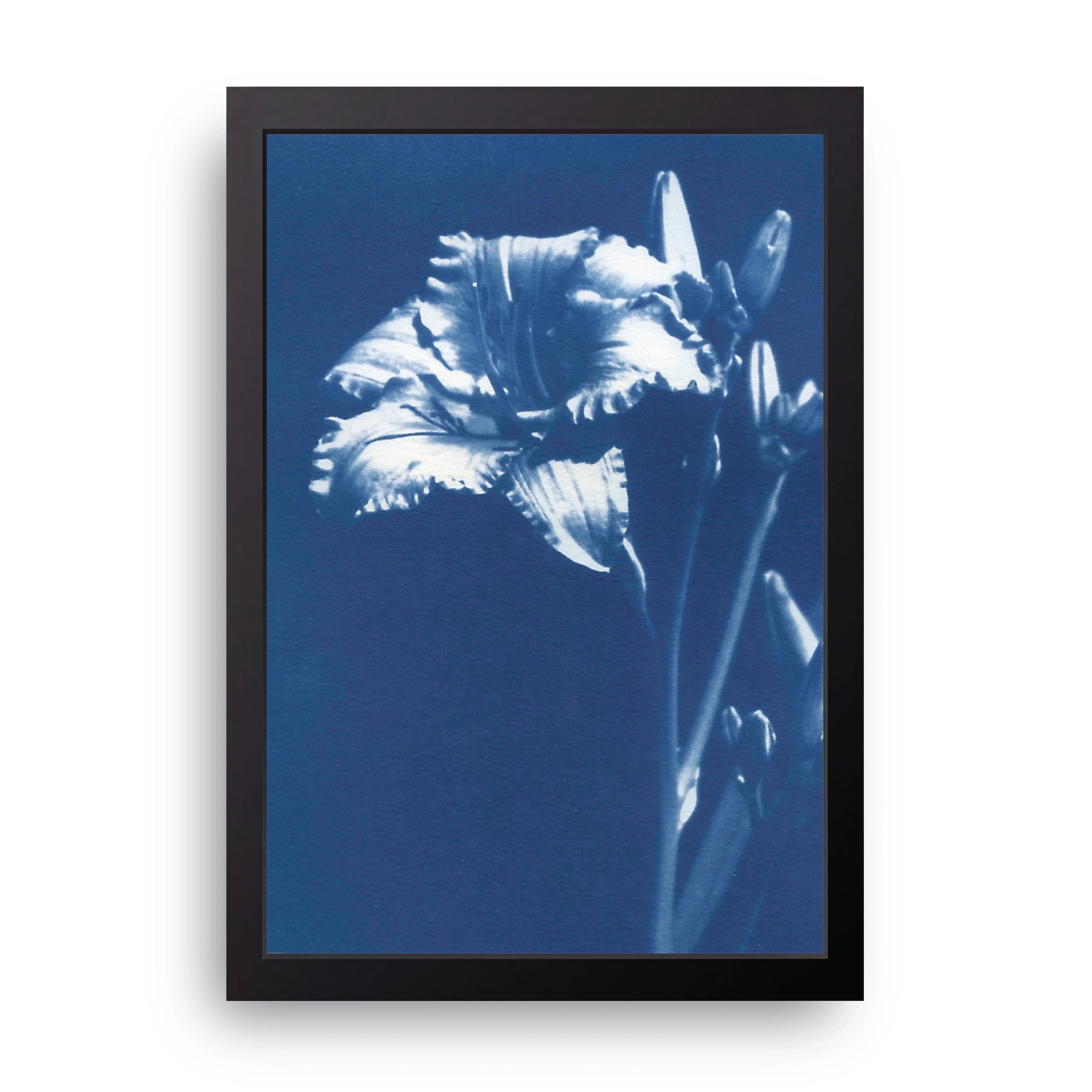 Blue Iris framed wall art print — HIBR