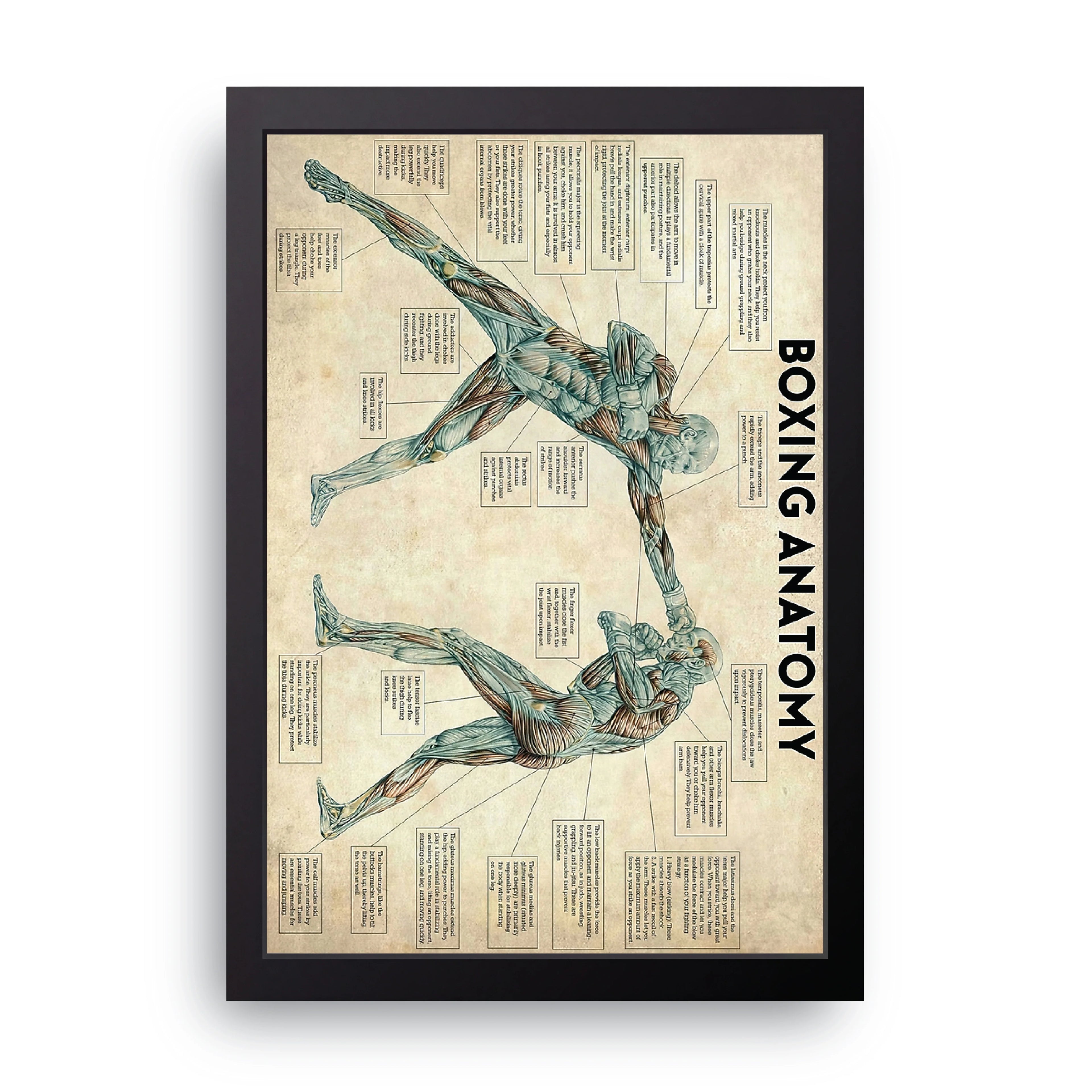 Boxing Anatomy framed wall art print — HIBR