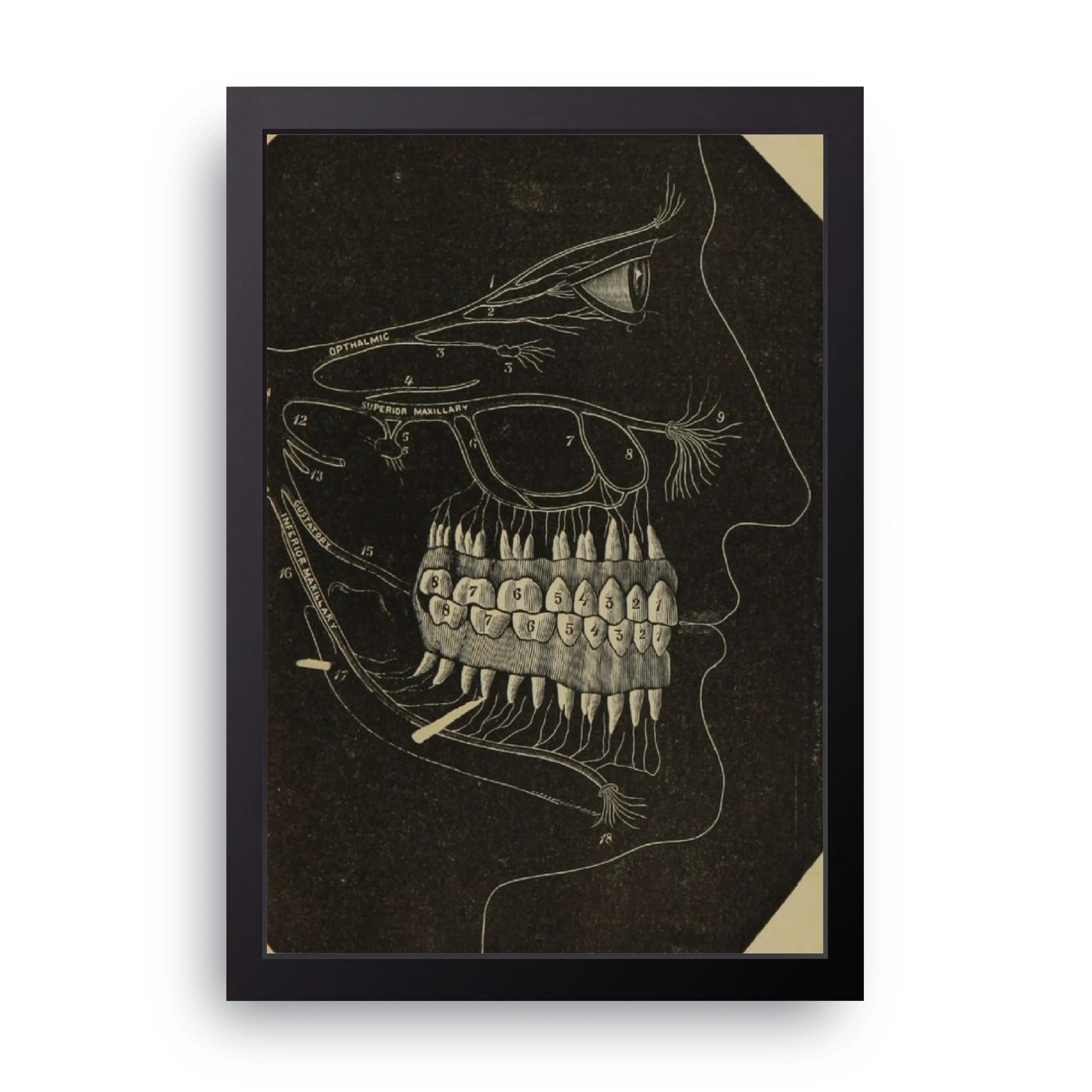 Dental Anatomy framed wall art print — HIBR