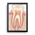 Tooth Anatomy framed wall art print — HIBR
