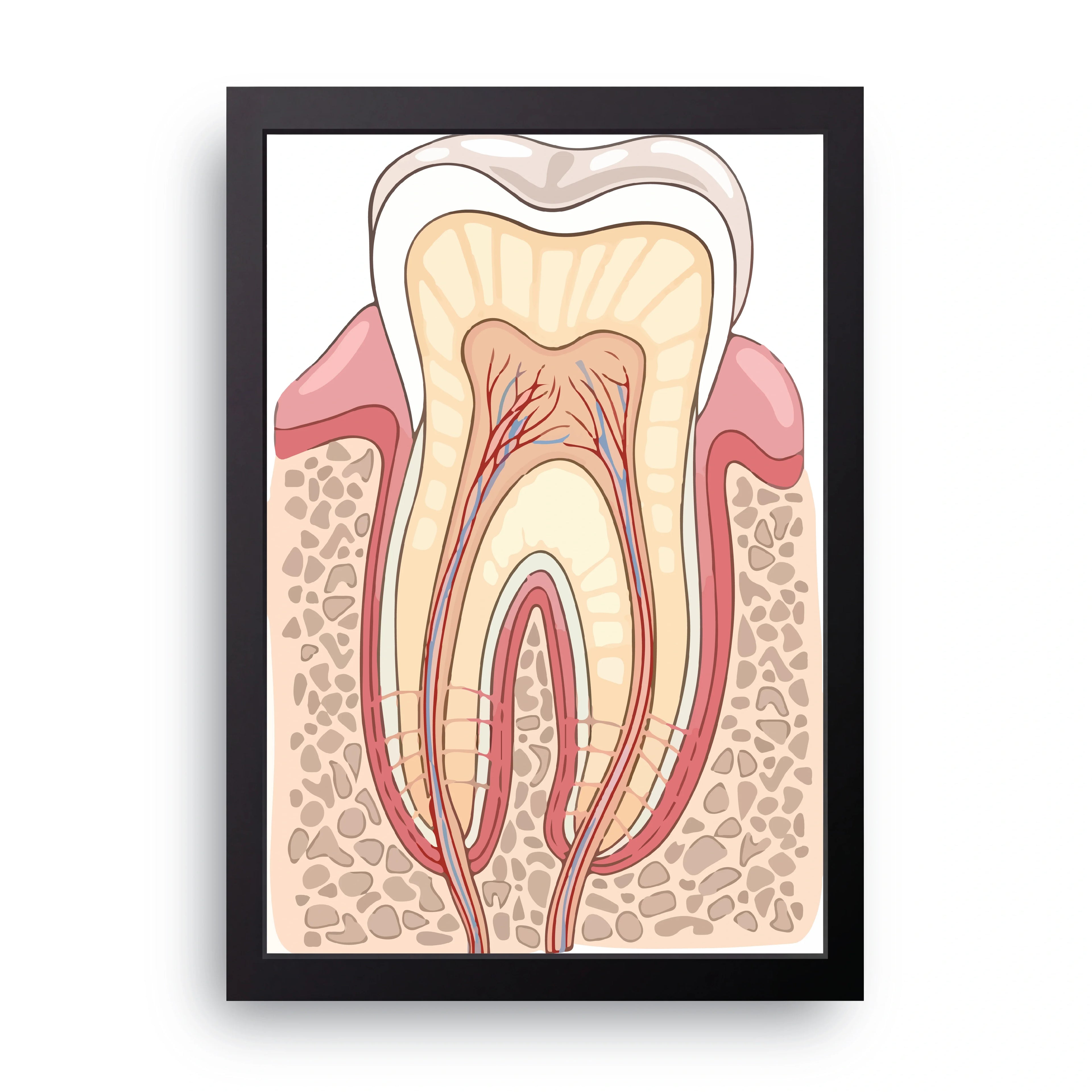 Tooth Anatomy framed wall art print — HIBR