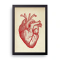 Anatomical Heart framed wall art print — HIBR