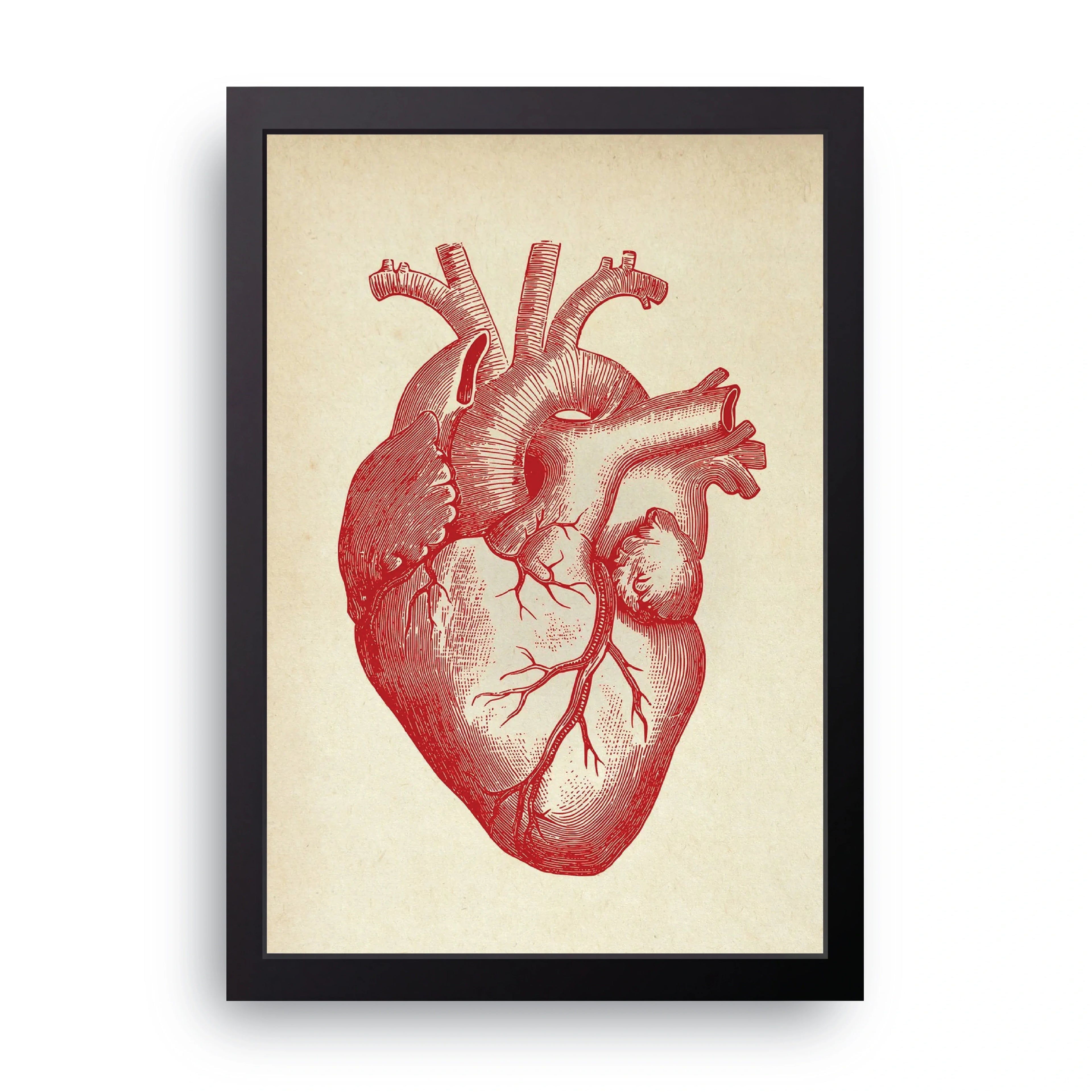 Anatomical Heart framed wall art print — HIBR