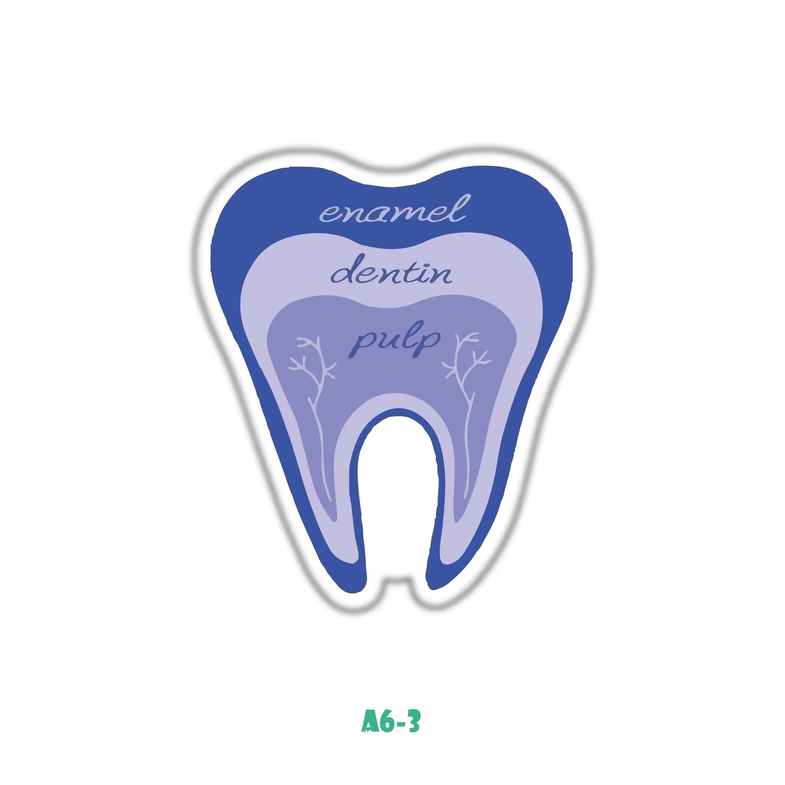 TOOTH ANATOMY