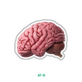 BRAIN