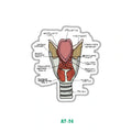 LARYNX ANATOMY