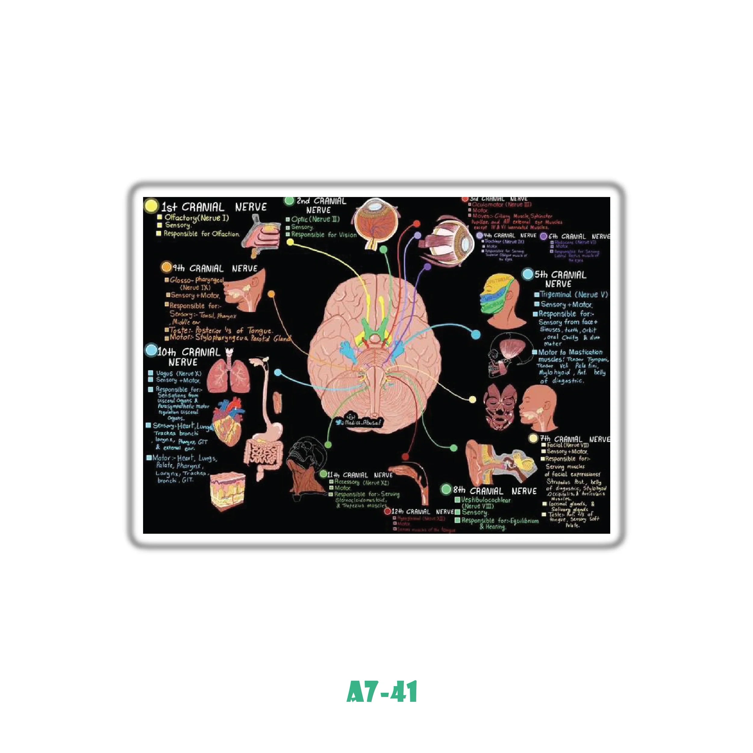 CRANIAL NERVES