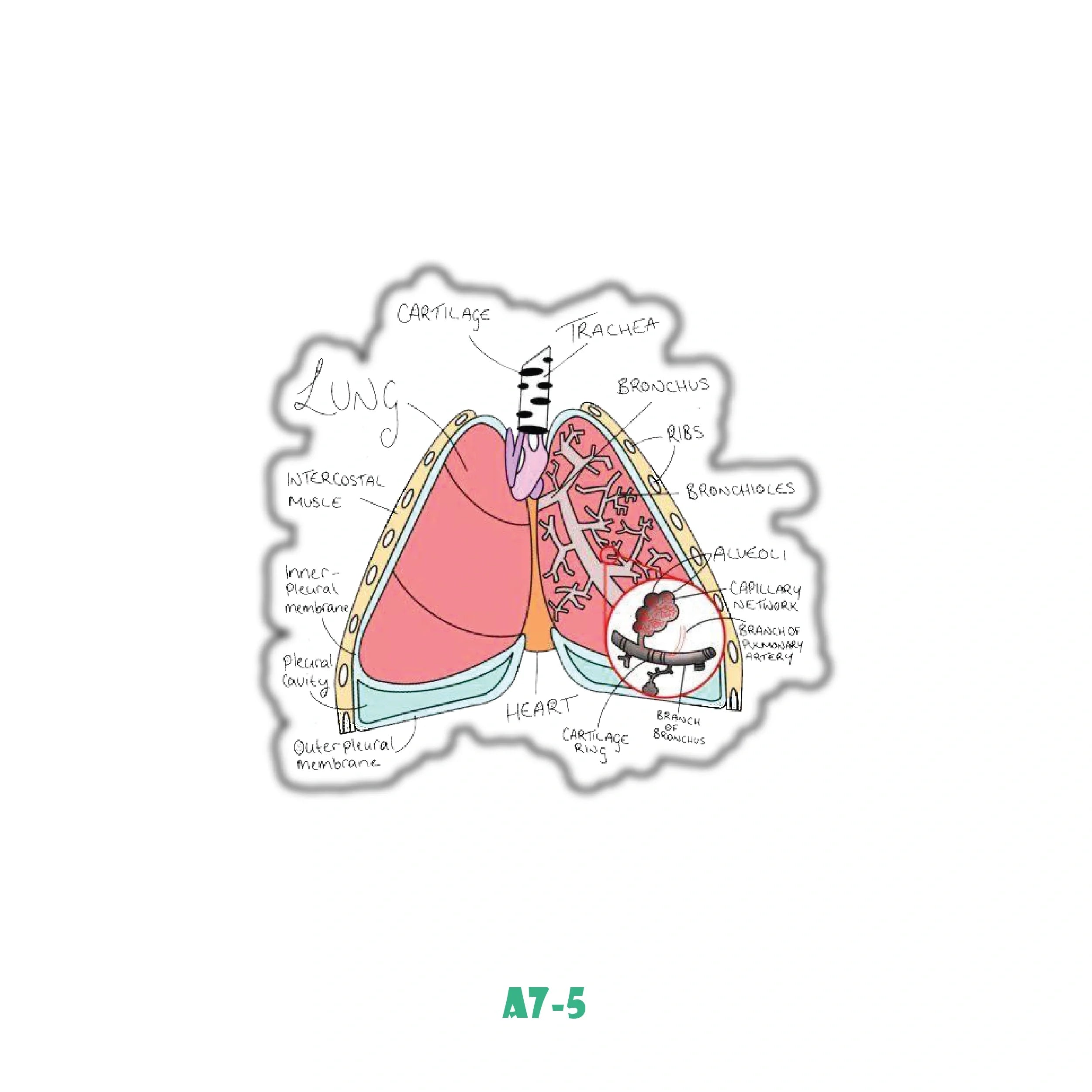 LUNGS ANATOMY