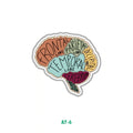 BRAIN ANATOMY