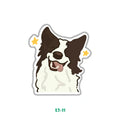 SPARKLE COLLIE