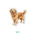 GOLDEN RETRIEVER