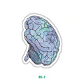 BRAIN